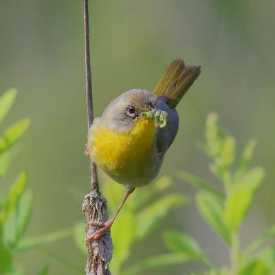 Common Yellowthroat  ♀