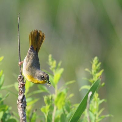 Common Yellowthroat  ♀
