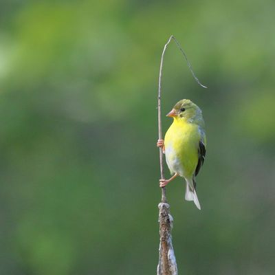 American Goldfinch