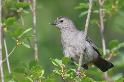 Gray Catbird
