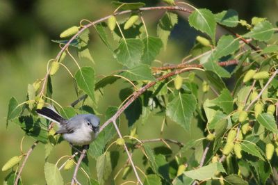 Blue-gray Gnatcatcher