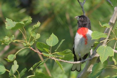 Rose-breasted Grosbeak ♂