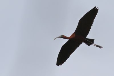 Glossy Ibis