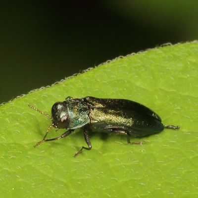Agrilus cyanescens