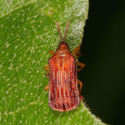 Baliosus nervosus * Basswood Leaf Miner