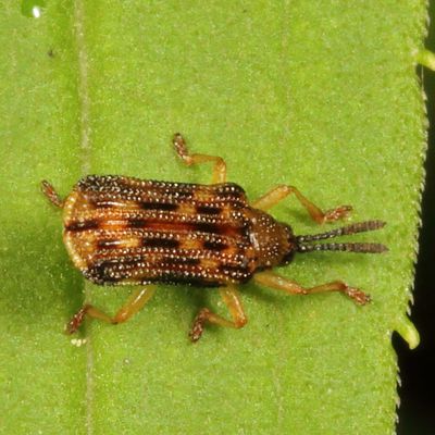 Sumitrosis inaequalis