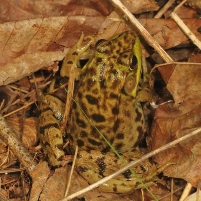 Green Frog