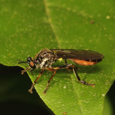Dioctria hyalipennis ♀