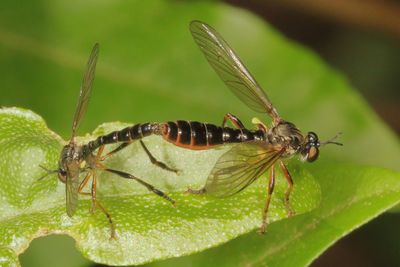 Dioctria hyalipennis ♂ & ♀