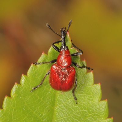 Merhynchites bicolor * Rose Curculio