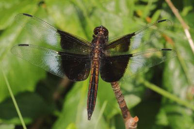 Widow Skimmer ♂