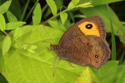 Common Wood-Nymph