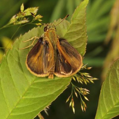 Dun Skipper ♂