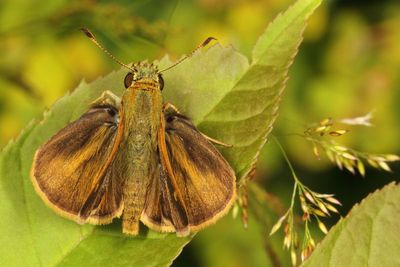 Dun Skipper ♂