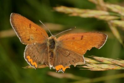 Bronze Copper ♂