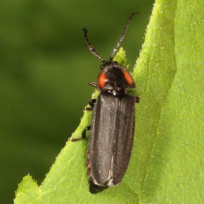 Pyropyga decipiens