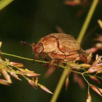 Genus Hoplia * Monkey Beetles