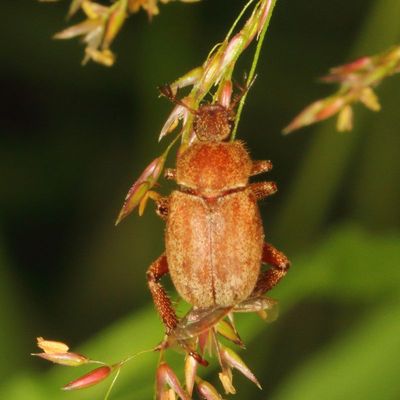 Genus Hoplia * Monkey Beetles