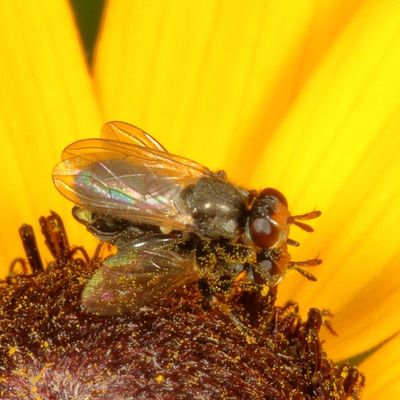 Family Conopidae * Thick-headed Flies