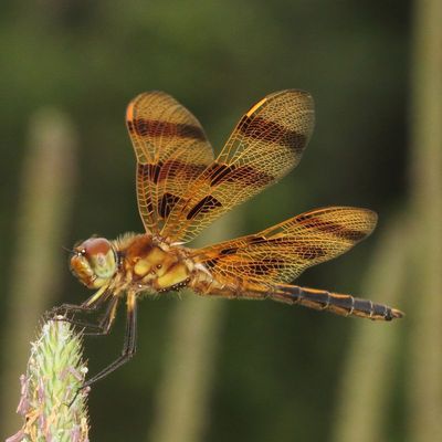 Halloween Pennant