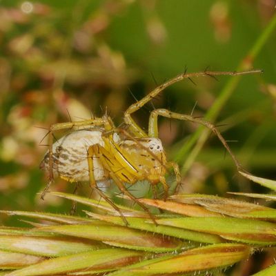 Oxyopes salticus * Striped Lynx Spider ♀