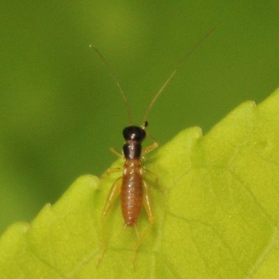 Phyllopalpus pulchellus nymph 