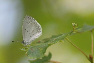 Summer Azure