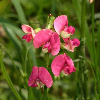 Narrow-leaved Everlasting-Pea * Lathyrus sylvestris