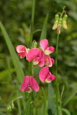 Narrow-leaved Everlasting-Pea * Lathyrus sylvestris