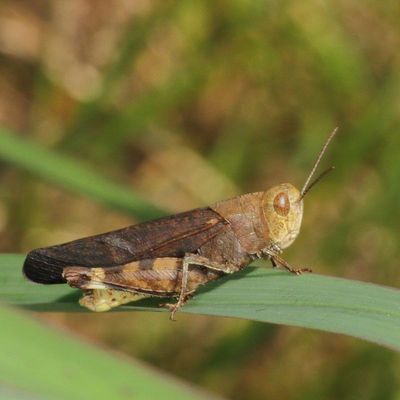 Arphia sulphurea