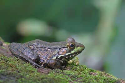 Green Frog