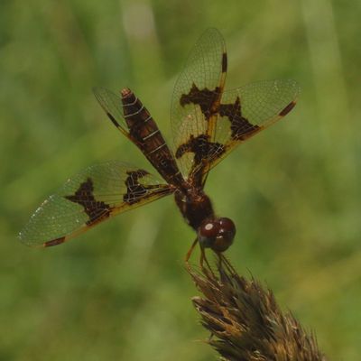 Eastern Amberwing ♀