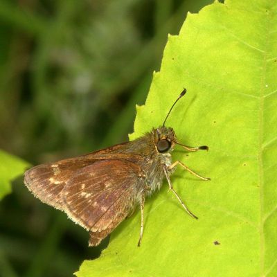 Little Glassywing