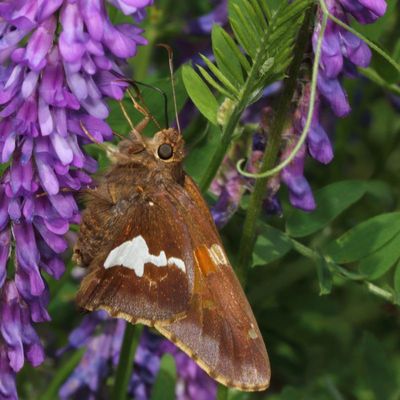 Silver-spotted Skipper