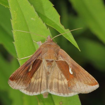 Hodges#8924 * Celery Looper * Anagrapha falcifera