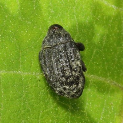 Rhyssomatus lineaticollis * Milkweed Stem Weevil