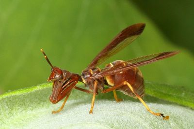 Climaciella brunnea
