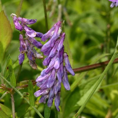 Tufted Vetch * Vicia cracca