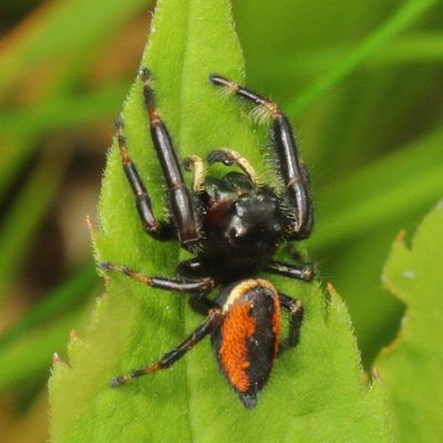 Phidippus clarus