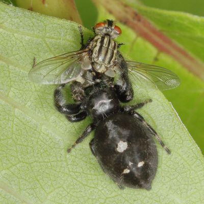 Phidippus audax