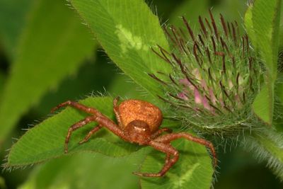 Genus Xysticus