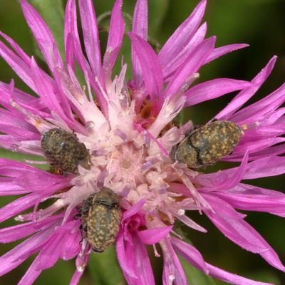 Larinus obtusus * Knapweed Seedhead Weevil