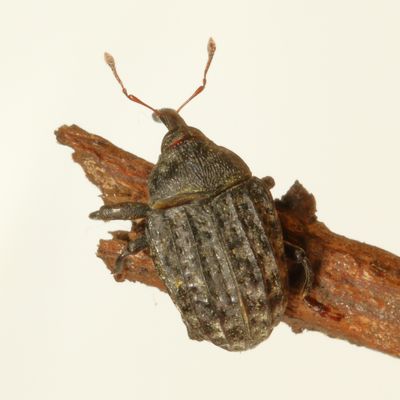 Rhyssomatus lineaticollis * Milkweed Stem Weevil