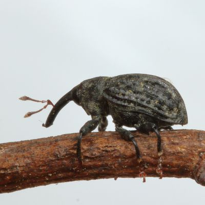 Rhyssomatus lineaticollis * Milkweed Stem Weevil