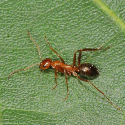 Pallidefulva-group Field Ants * Complex Formica pallidefulva