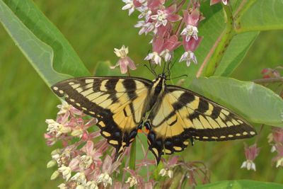 Eastern Tiger Swallowtail