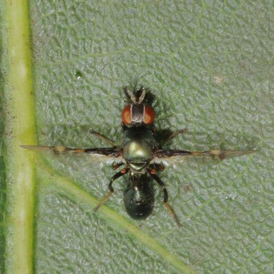 Genus Rivellia
