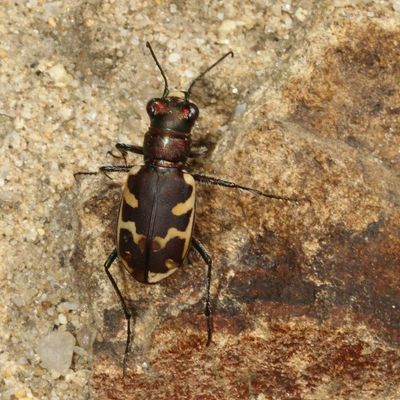 Cicindela formosa generosa