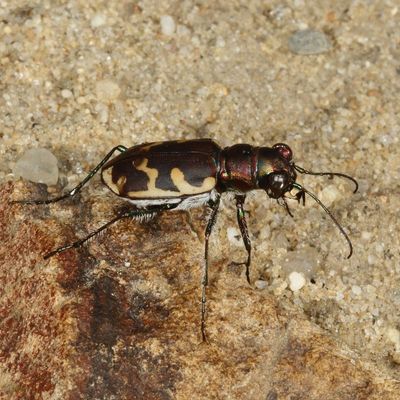 Cicindela formosa generosa