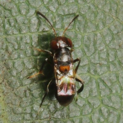 Encyrtidae : Encyrtid Wasps